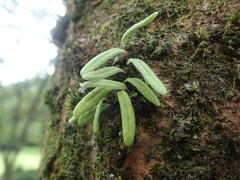Lepisorus thunbergianus