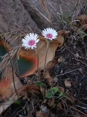 Gerbera viridifolia