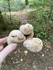 Entoloma abortivum