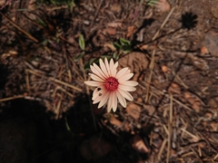 Gerbera viridifolia