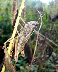 Gomphocerippus rufus