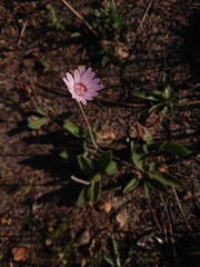 Gerbera viridifolia