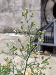 Erigeron sumatrensis