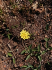 Gerbera viridifolia