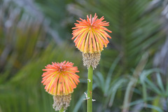 Kniphofia uvaria