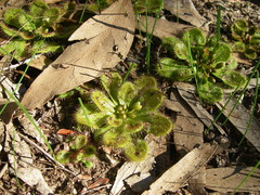 Drosera whittakeri