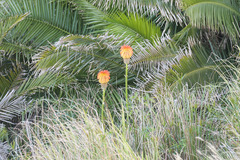 Kniphofia uvaria