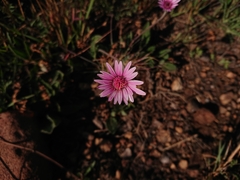 Gerbera viridifolia