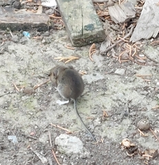 Apodemus sylvaticus