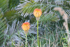 Kniphofia uvaria