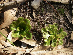 Drosera whittakeri
