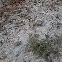 Diplotaxis tenuifolia