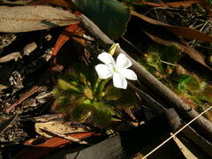 Drosera whittakeri