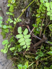 Adiantum philippense