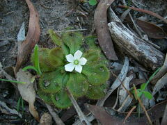 Drosera whittakeri
