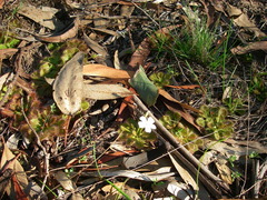 Drosera whittakeri