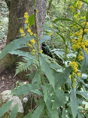 Solidago curtisii