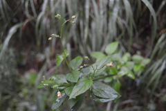 Scrophularia