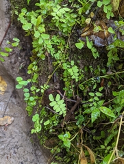 Adiantum philippense