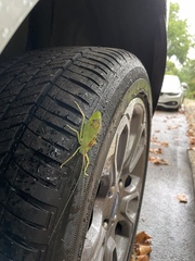 Pterophylla camellifolia