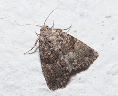 Noctuidae
