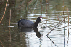 Fulica cristata