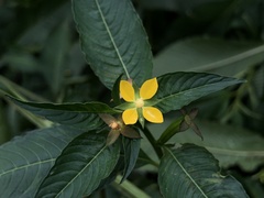 Ludwigia erecta