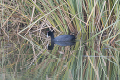 Fulica cristata