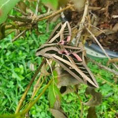 Eumorpha fasciatus