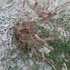 Stachys cretica