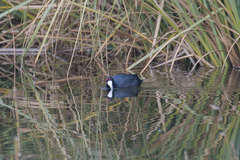 Fulica cristata