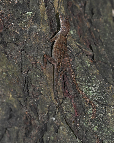 Pallid stout anole, Anolis saxatilis