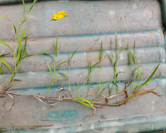 Muhlenbergia frondosa
