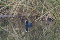 Fulica cristata