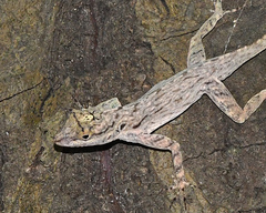 Anolis