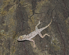 Anolis