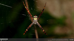 Argiope aetheroides