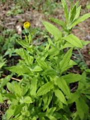 Pulicaria dysenterica