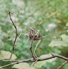 Araneus angulatus