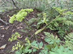 Angelica triquinata