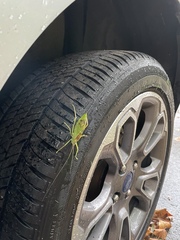 Pterophylla camellifolia