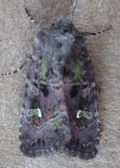 Lacinipolia renigera