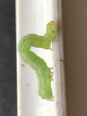 Trichoplusia ni