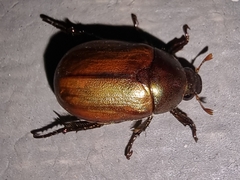 Scarabaeidae