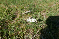 Chrysotoxum bicinctum