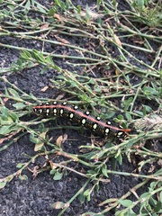 Hyles euphorbiae