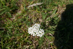 Chrysotoxum bicinctum