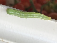 Trichoplusia ni