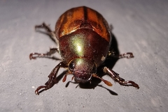 Scarabaeidae