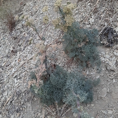 Seseli ponticum